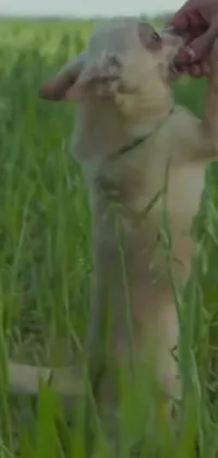 The live wallpaper for phones features a captivating scene in a lush field with a cute dog standing on its hind legs