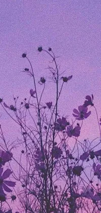 This phone live wallpaper features a stunning picture of purple flowers set against a purple evening sky