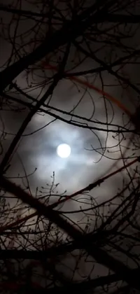 This live wallpaper for your phone features a mystical scene of a full moon shining through the tree branches