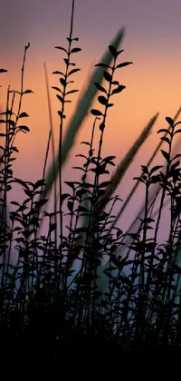 Plant Grass Sky Live Wallpaper