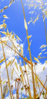 Get lost in the beauty of nature with this realistic phone live wallpaper featuring tall grass swaying in the wind on a sunny day