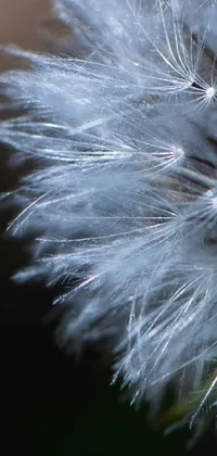 Get lost in the intricate and stunning beauty of this phone live wallpaper! Featuring a captivating close up of a dandelion, complete with short light grey whiskers on the edge of each petal, and a blurred background that enhances the flower's delicate beauty