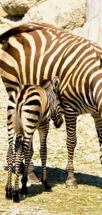 Get this stunning live wallpaper for your phone featuring two zebras standing together in perfect harmony