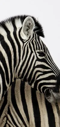 Get this amazing phone live wallpaper of two zebras standing side by side