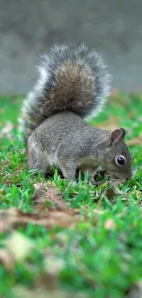 This phone live wallpaper features a stunning image of a brown, black, and white squirrel standing in the green grass