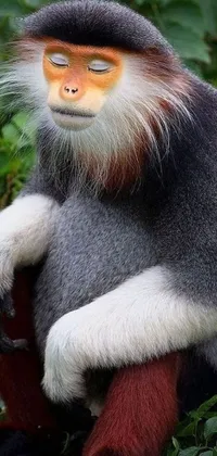 This phone live wallpaper showcases a stunning close-up image of a monkey perched on a tree branch