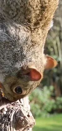 This phone live wallpaper boasts a close-up of a squirrel on a tree branch that's inspired by nature's beauty