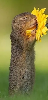 This live wallpaper showcases a ground squirrel with a sunflower in its mouth, set against a realistic photo background