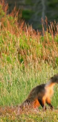 This stunning live wallpaper features a majestic fox standing on a green field, adding a touch of nature and beauty to your phone's background
