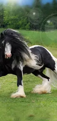 This stunning live wallpaper features a majestic black and white horse galloping across a lush green field