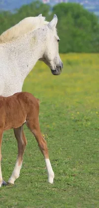 This adorable phone live wallpaper features a breathtaking scenic view of a lush green field where a baby horse stands next to an adult horse