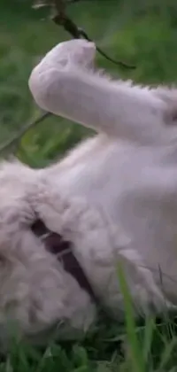 This stunning live wallpaper features a playful white dog rolling around in a lush green grass field