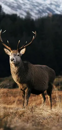 This stunning phone live wallpaper features a majestic deer standing proudly in a lush green field