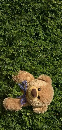This adorable live phone wallpaper showcases a playful teddy bear basking in the sun atop a lush green field with an overhead view