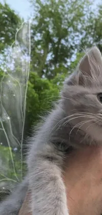This live wallpaper for phones showcases an adorable kitten being held by someone in close-up