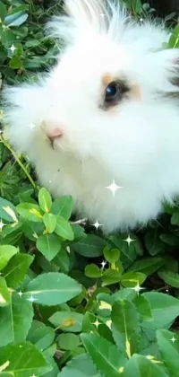 This phone live wallpaper features a fluffy white rabbit atop a verdant green field, with sparkling hazel eyes