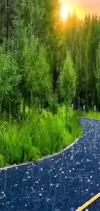 This phone live wallpaper features a realistic man cycling down a forest-lined road