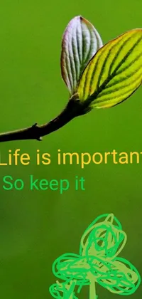 This phone live wallpaper showcases a vivid green background with bold white letters reading "Life is important, so keep it