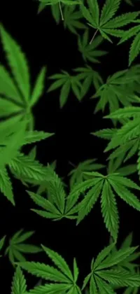 Get ready to elevate your phone's aesthetic with this captivating live wallpaper featuring green marijuana leaves on a black background