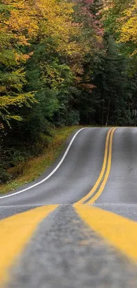 This phone live wallpaper showcases a serene and photorealistic image of an empty road surrounded by a thick forest