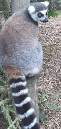 Looking for a charming and unique live wallpaper that will add a touch of nature to your phone? Check out this lemur sitting on a tree stump, captured in a picture that makes it feel real and lifelike