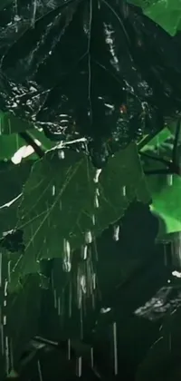 This beautiful live wallpaper features a black umbrella hanging from a tree in the rain