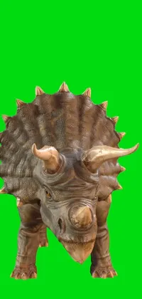 This live wallpaper features a detailed close-up of a triceratops dinosaur against a lively green background