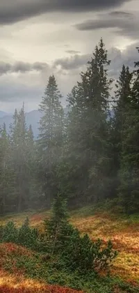 Escape into a serene forest scene with this phone live wallpaper