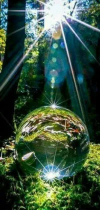 This stunning phone live wallpaper features a magical mirror ball placed in the midst of a breathtaking forest