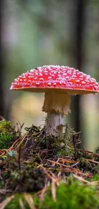 This lively phone live wallpaper displays a detailed and high-quality macro image of a vibrant red mushroom complemented by white polka dots