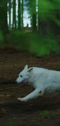 This live wallpaper showcases a white dog running through a forest full of trees, with a moonlit background and injuries visible on the dog