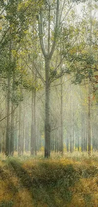 Set a beautiful autumn scene as your phone wallpaper with this forest live wallpaper