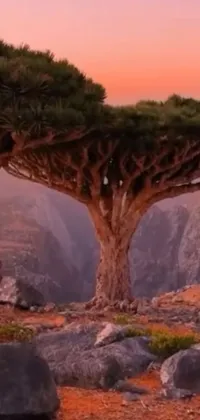 This stunning phone live wallpaper showcases a mesmerizing landscape featuring a group of ancient trees atop a rocky hillside