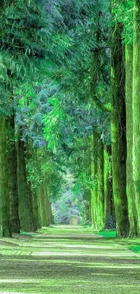 This live wallpaper showcases a lush forest brimming with green foliage, captured in a stunning photo by a professional shutterstock photographer