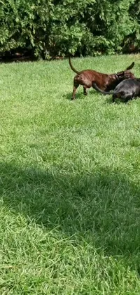 This lively and fun live wallpaper for your phone features two dogs playing with a frisbee in a lush green grassy field