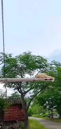 This live phone wallpaper showcases a realistic image of a dog resting on top of a bamboo pole, while a lioness stands in the background