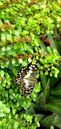This stunning phone live wallpaper showcases a beautiful butterfly perched atop a lush and verdant green plant, accented with intricate arabesque and polka dot patterns