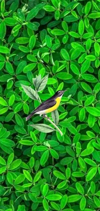 This bird live wallpaper features a hyper realistic illustration of a yellow and black bird sitting on green leaves against a backdrop of hedges in the distance