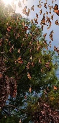 Experience a captivating Phone Live Wallpaper with fluttering butterflies against a shimmering forest canopy