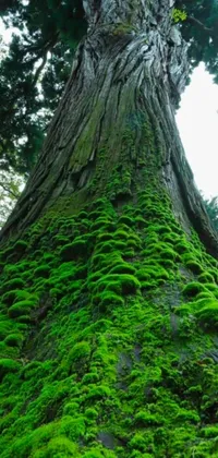 This phone live wallpaper showcases a tall tree covered in green moss against a redwood background, capturing the natural beauty of the outdoors