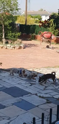 This live phone wallpaper features dogs resting on a stone floor, with three playful puppies running around a garden in Spain