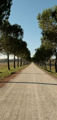 This phone live wallpaper features a stunningly realistic image of a man cycling down a dirt road lined with cypress trees