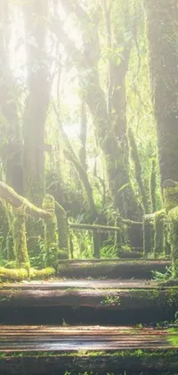 This phone live wallpaper features a gorgeous wooden pathway in the midst of a lush green forest