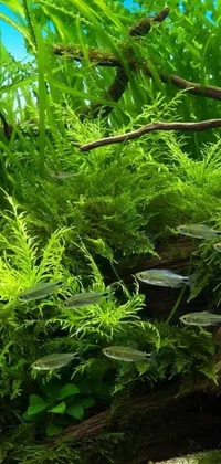 This phone live wallpaper features a vibrant fish tank filled with lush green plants, creating a peaceful and calming ambiance on your phone