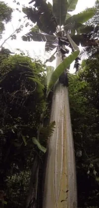 Get lost in the lush greenery of the phone live wallpaper featuring a towering banana tree in the heart of the forest