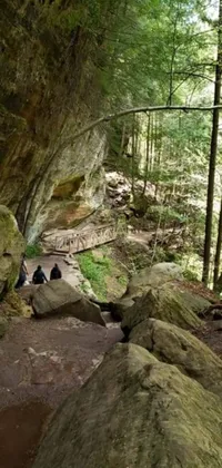 This phone live wallpaper showcases a stunning forest pathway amidst hemlock trees, caves, and rocks