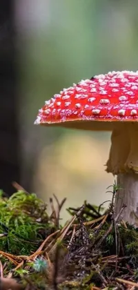 This phone live wallpaper showcases a breathtaking close-up of a mushroom, complete with a vibrant red umbrella-shaped cap against a striking forest floor