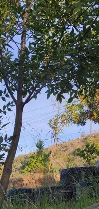 This live wallpaper for your phone showcases a breathtaking landscape photograph of a fire hydrant and a tree next to rocky hills in Malibu Canyon