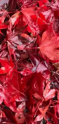 Bring the natural beauty of autumn onto your phone with this stunning live wallpaper