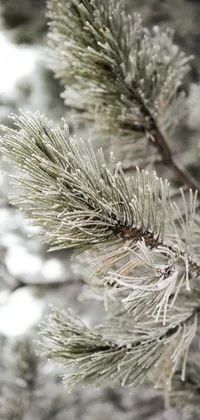 This phone live wallpaper features a stunning close-up of a pine tree covered in snow
